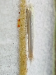Stegommata sulfuratella