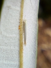 Stegommata sulfuratella
