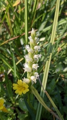 Spiranthes × stellata