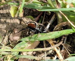 Castianeira occidens