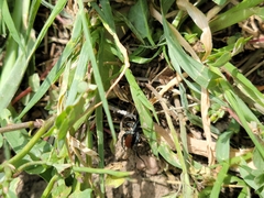 Castianeira occidens