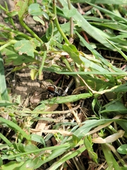 Castianeira occidens