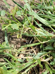 Castianeira occidens