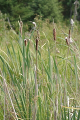 Typha × glauca