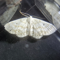 Idaea obfusaria