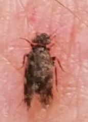 Lepidopsocidae