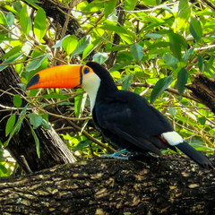 Ramphastos toco