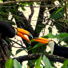 Ramphastos toco