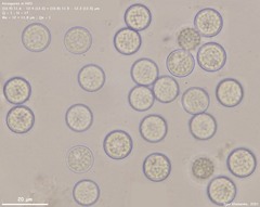 Pulvinula laeterubra