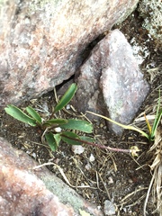 Ranunculus macauleyi
