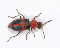 Collops quadrimaculatus