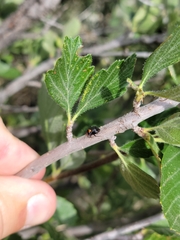 Neocapsus