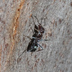 Iridomyrmex rufoniger