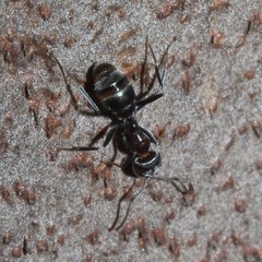 Iridomyrmex rufoniger
