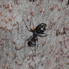 Iridomyrmex rufoniger