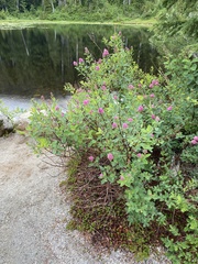 Spiraea × hitchcockii