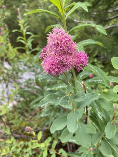 Spiraea X hitchcockii