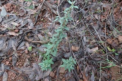 Olearia erubescens
