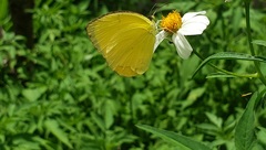 Pyrisitia dina westwoodi