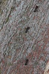 Iridomyrmex rufoniger