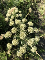 Cnidium cnidiifolium