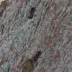 Iridomyrmex rufoniger