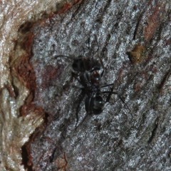 Iridomyrmex rufoniger