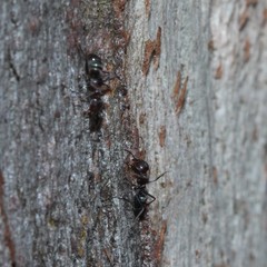 Iridomyrmex rufoniger