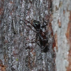 Iridomyrmex rufoniger
