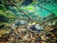 Herichthys carpintis