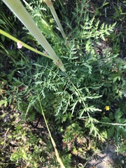 Cnidium cnidiifolium