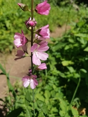 Sidalcea cusickii