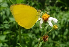 Pyrisitia dina westwoodi