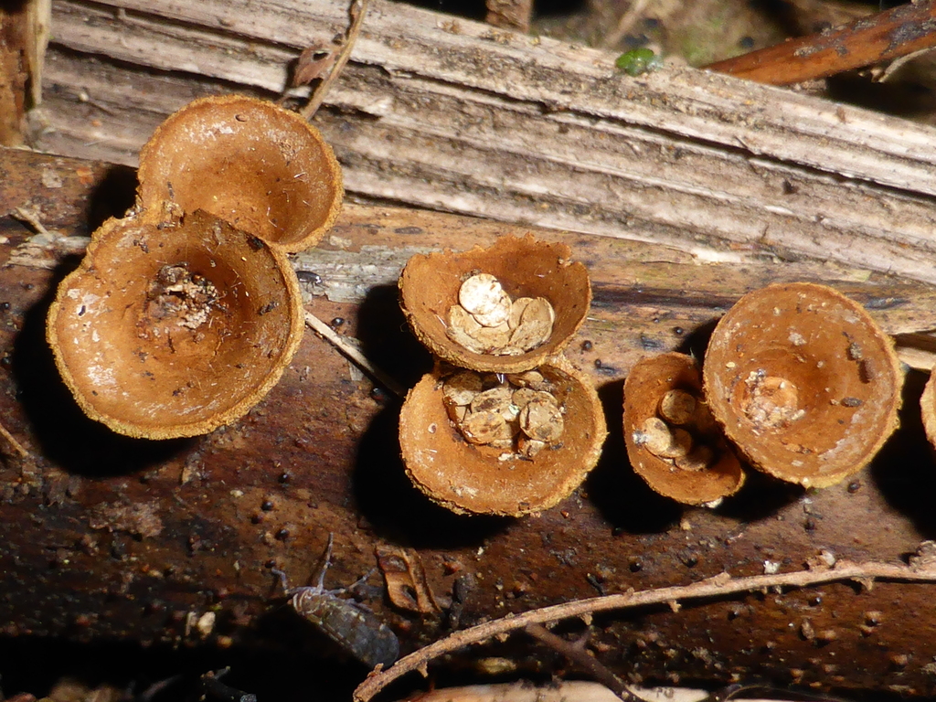 common bird's nest fungus from Lower slopes Mt Te Aroha on December 26