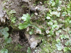 Marchantia polymorpha montivagans