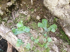 Marchantia polymorpha montivagans