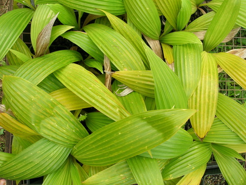 Pritchardia hillebrandii
