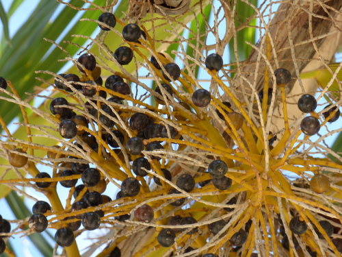Pritchardia hillebrandii