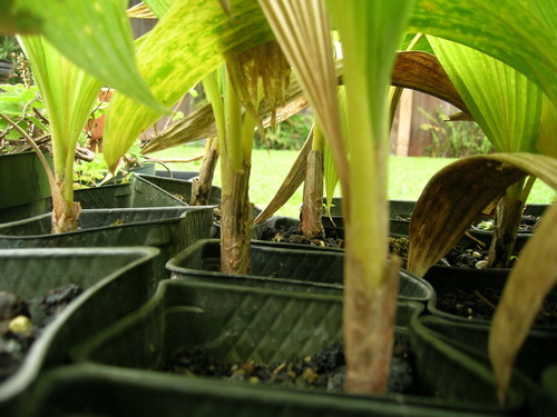 Pritchardia hillebrandii