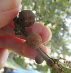 Disholcaspis pruniformis