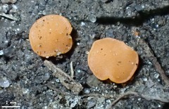 Pulvinula laeterubra