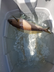 Caulolatilus princeps