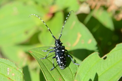 Anoplophora