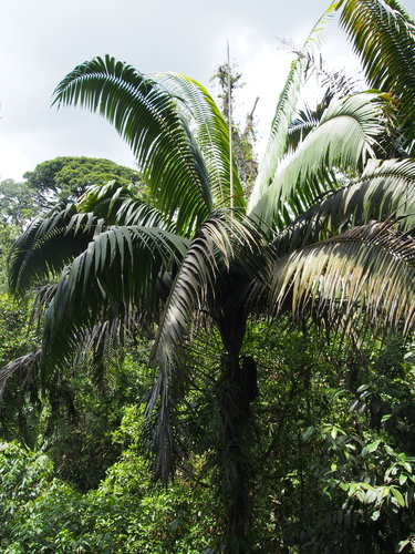 Welfia regia image