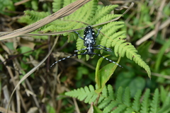 Anoplophora