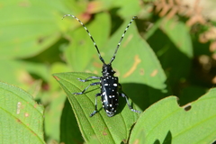 Anoplophora