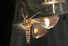 Fodina ostorius