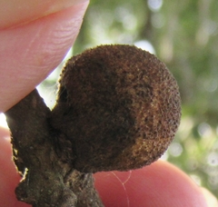 Disholcaspis pruniformis