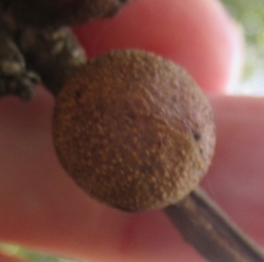 Disholcaspis pruniformis