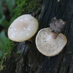 Neolentinus degener